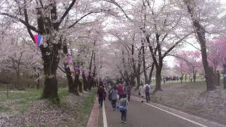 春の赤城南面千本桜の風景1