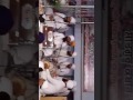Sant Gurwinder singh ji (Bandi shode kabir guru ashram kahnuwaan wale )