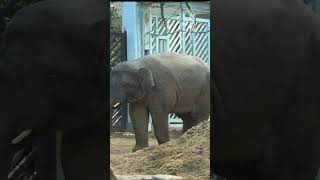 2024年最後のウタイとアルン親子　上野動物園ゾウ🐘