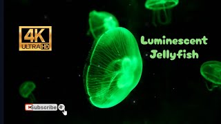 Glowing Sea Magic: Watch These Unbelievable Jellyfish Up Close in 4K!