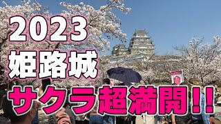 🌸姫路城 最高の景色 さくら満開‼🌸 世界遺産 2023/04/01