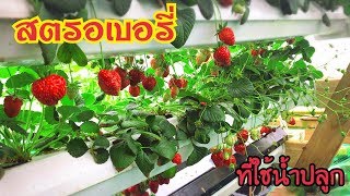 ปลูกสตรอเบอรี่ด้วยน้ำ ปลูกผักไม่ใช้ดิน แบบต้นทุนต่ำ ผลผลิตสตรอเบอรี่ Aquaponics UK | EP.21