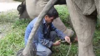 Unchaining elephants at BLES