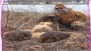 beaver trapping first 2 checks