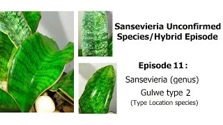 Sansevieria sp Gulwe - Unconfirmed species Episode 11