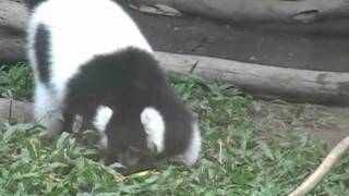 臺北市立動物園_非洲動物區_白頸狐猴Ruffed Lemur_02