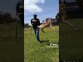 Dogs training