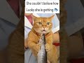 #cute #cat #reaction to🐟