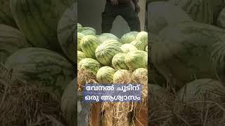 എവിടെ നോക്കിയാലും ഇതാണ്