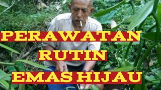 perawatan rutin emas hijau ] rawat vanili dengan baik agar berbuah lebat