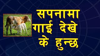 सपनामा गाई देखे के हुन्छ | Seeing Cow in Dream Meaning