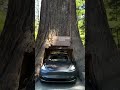 Roadtrip. Driving through a Redwood Tree in California