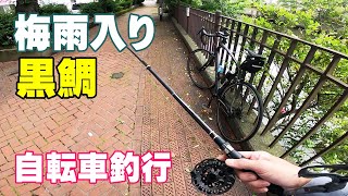 自転車で黒鯛釣りに行った時の様子をご紹介します。梅雨時の黒鯛釣り。振り出しのヘチ竿とリールを新調しました。