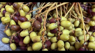 Delicious Indian Palm Dates / Eetha Pallu / Eetha Kayalu - 2024