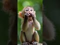 top 1 cutest baby monkey sticking its tongue out 😂🐵 funny u0026 adorable shortsvideo