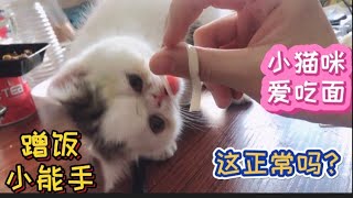 主人在吃外卖，小猫咪跳到桌子上来蹭饭，猫粮不吃就要吃面条……