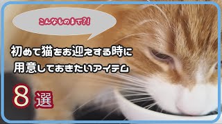 【初心者向け】お迎え初日にあると便利な猫グッズ8選｜ノルウェージャンフォレストキャット