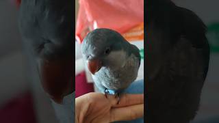 小奶鳥💙🐦 藍和尚鸚鵡幼鳥學懂上手 握手 baby parrot learn shaking hand quaker parrot learn play bite＆ shake hands