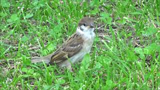 母すずめが頼りのすずめの子　Eurasian Tree Sparrow