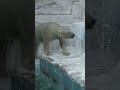 危険なドボン💗ホウちゃん シロクマ polar bear 天王寺動物園