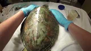 Veterinarian Uses Common Household Items to Repair Rescued Sea Turtle’s Carapace | SeaWorld Orlando