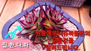 집.한.다.파 #02 - 다육이 원종에보니슈퍼클론을 집중적으로 파헤쳐드립니다!! 다육이들, 다육이번식, SucculentGarden, Suculentas, 다육이키우기,