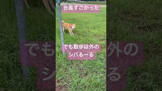 台風１０号が来てる時の柴犬散歩