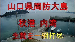 【海中動画】第82巻：山口県周防大島秋港(内湾）！の巻