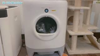 Petkit PuraX automatic cat litter box Q\u0026A review