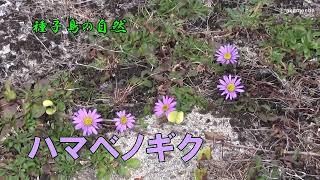 ハマベノギク 真冬の海岸で茎の先端部に頭花をつけ淡青紫色の花を咲かせた開花風景令和4年～種子島の自然