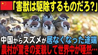 【海外の反応】「こんなはずじゃ…」スズメが生息する日本と中国の差に世界中が驚愕!!中国でスズメが居なくなって起きた事とは【ゆっくり解説】