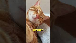 星期四咯！ 橘猫 阿福是只橘猫 星期四之歌 打卡猫