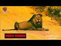 MORIA MADODA | El rey tuerto (The one-eyed king) - Sudáfrica #lion #animals #nature