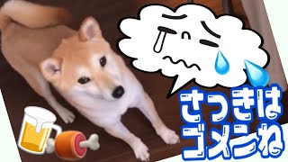 【柴犬 もみさん】大好きなパパに怒られた！　一喝で即退場するプチＢＢＱ　Shiba Inu Momisan   is scolded by his dad and leaves.