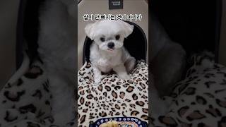 강아지 살 안 빠지는 이유 #반려견 #maltese #pets #말티즈 #cute #강아지일상 #댕댕이 | The Reason Why Dogs Don't Lose Weight