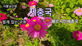 #제충국  #벌레 잡는 식물  ~ 꽃속의 피레트린성분이 곤충의 신경을 마비시킴  #식물남선생 #천연살충제 #피네트린