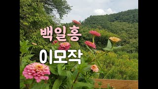 이모작으로 서리올때까지 백일홍 즐기기