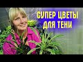 РАСТЁТ В ТЕНИ и БЕЗ УХОДА! Обзор РАЗНЫХ СОРТОВ ХОСТ, которые ВАС УДИВЯТ!