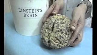 Barthes on Einstein's real brain