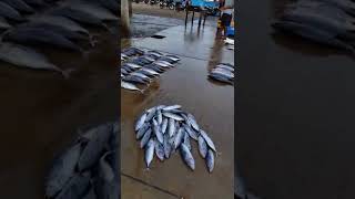 Hambantota Sri Lanka dec7'22 fish market... 🇱🇰,