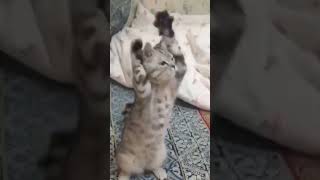 Funny Cats || meowing cat || cat fight || #shorts