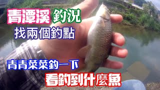 青潭溪釣魚，青青菜菜找兩個釣點釣一下，看能釣到什麼魚