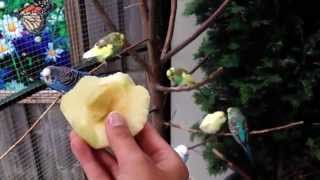 Parakeets busy with an apple and each other - Parkieten druk met een appel en elkaar