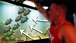 Piranha added to aquarium!