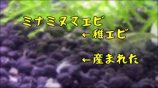 【アクアリウム】【ミナミヌマエビ】part 5ついに！稚エビ誕生！