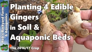 Growing Ginger - 4 Edible Gingers into Wicking \u0026 Aquaponic Beds 2016