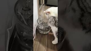 #shorts  #自動給水器を飲んでいる猫の姿  シリーズ70 #猫  #給水器   #猫のいる暮らし  #猫のいる生活  #猫可愛い