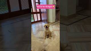 बेला को भी पढ़ना है😂#funnyvideo#funnypets#comedyshorts#comedy#shorts #funny