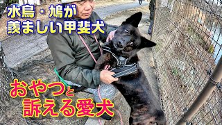 おやつもらえなかった甲斐犬-　甲斐犬いち