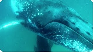 Huge Humpback Whale SMACKS Cameraman [JukinVideo Exclusive]